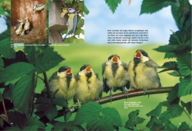Preview: Entdecke die Meisen